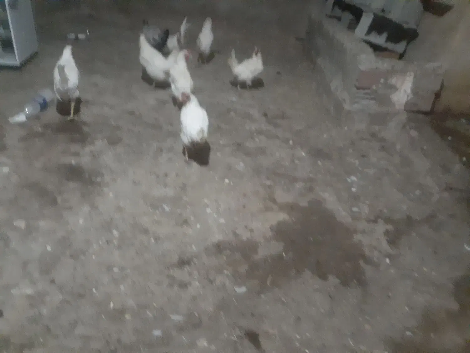 مرع سفید تخم گزار پنج عدد|حیوانات مزرعه|اردبیل, |دیوار