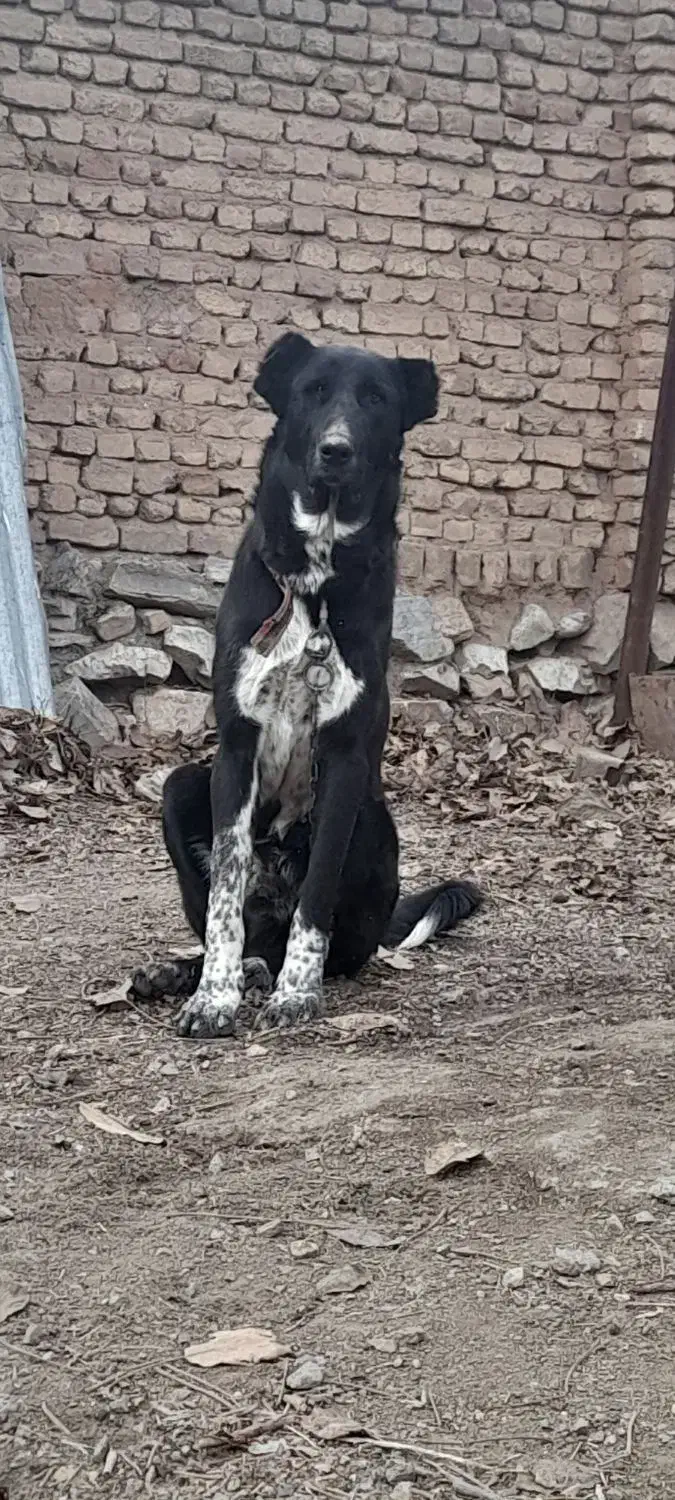 سگ جوان نر|سگ|ازنا, |دیوار