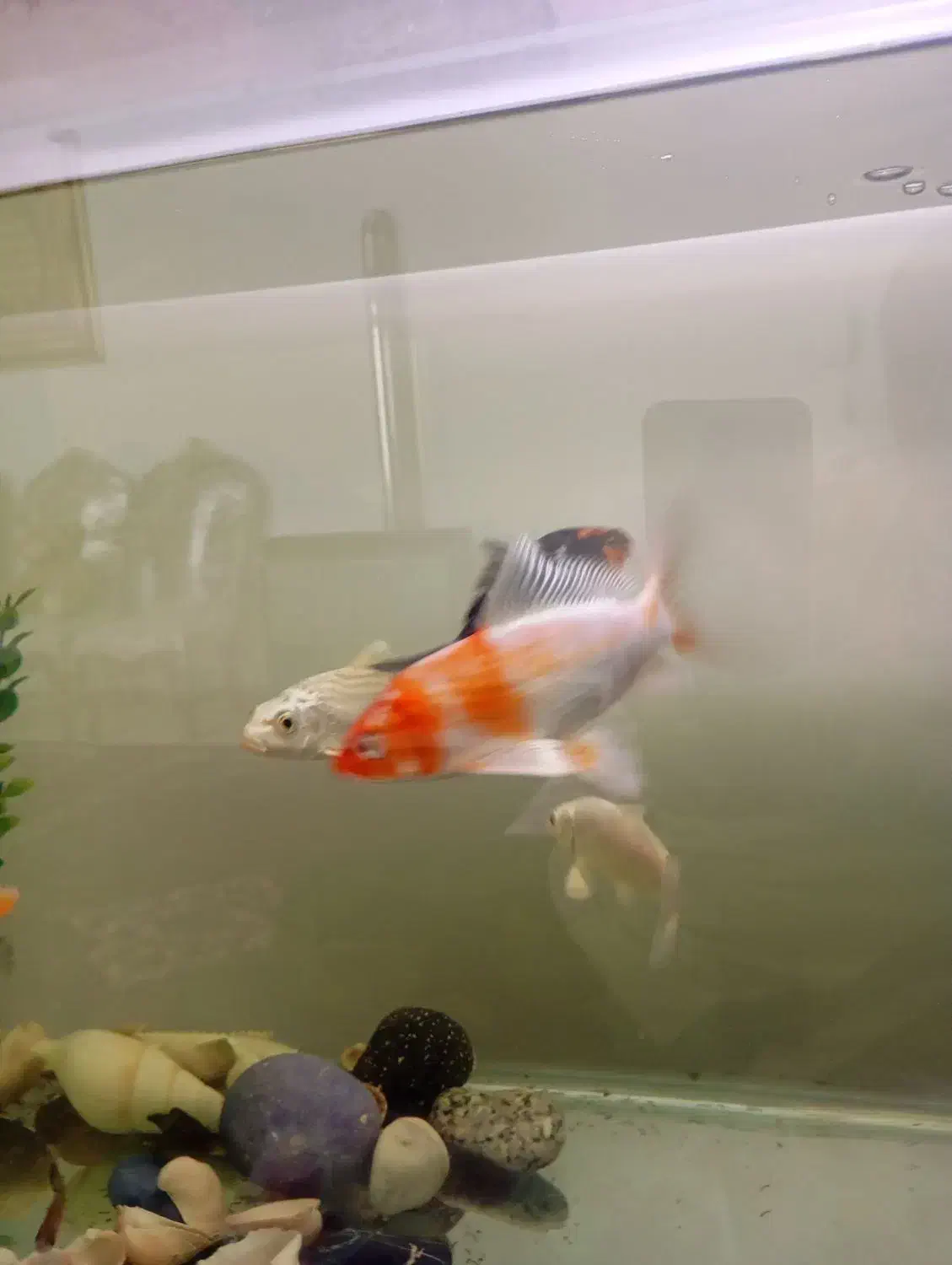 ماهی کوی نژاد دار وارداتی|ماهی|کرج, فاز ۳ مهرشهر|دیوار