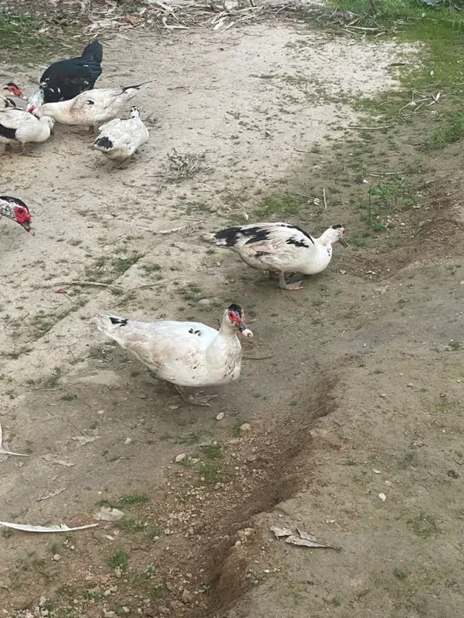 فروش اردک اسراییلی|حیوانات مزرعه|چالوس, |دیوار