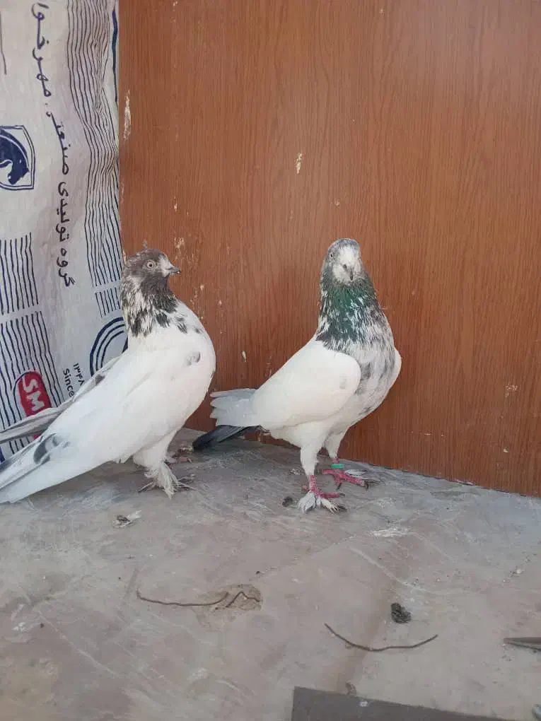 یه جفت کله دم سبز|پرنده|محمدشهر, محمدشهر|دیوار