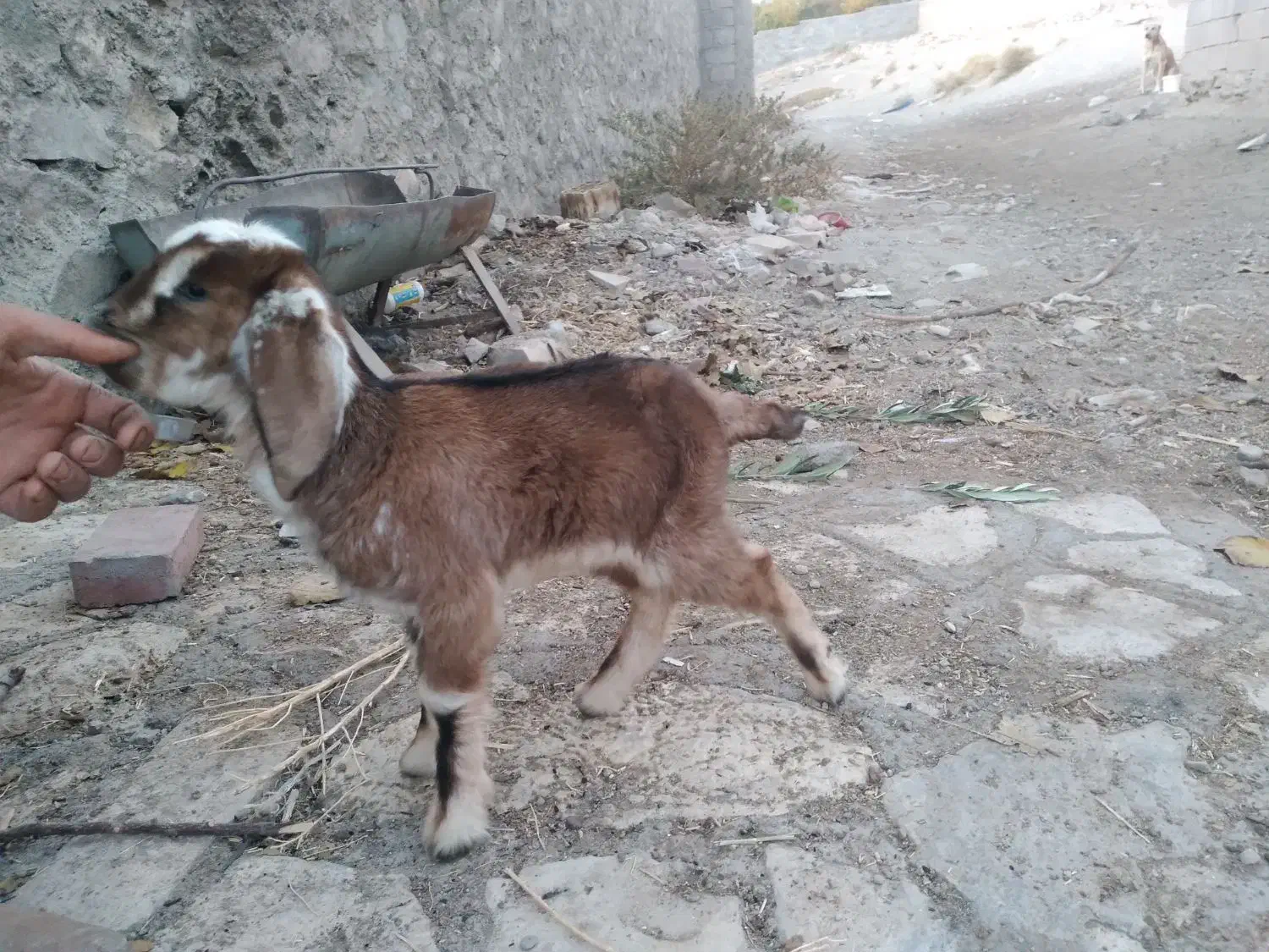 یک عدد کره نر|حیوانات مزرعه|کرمان, |دیوار