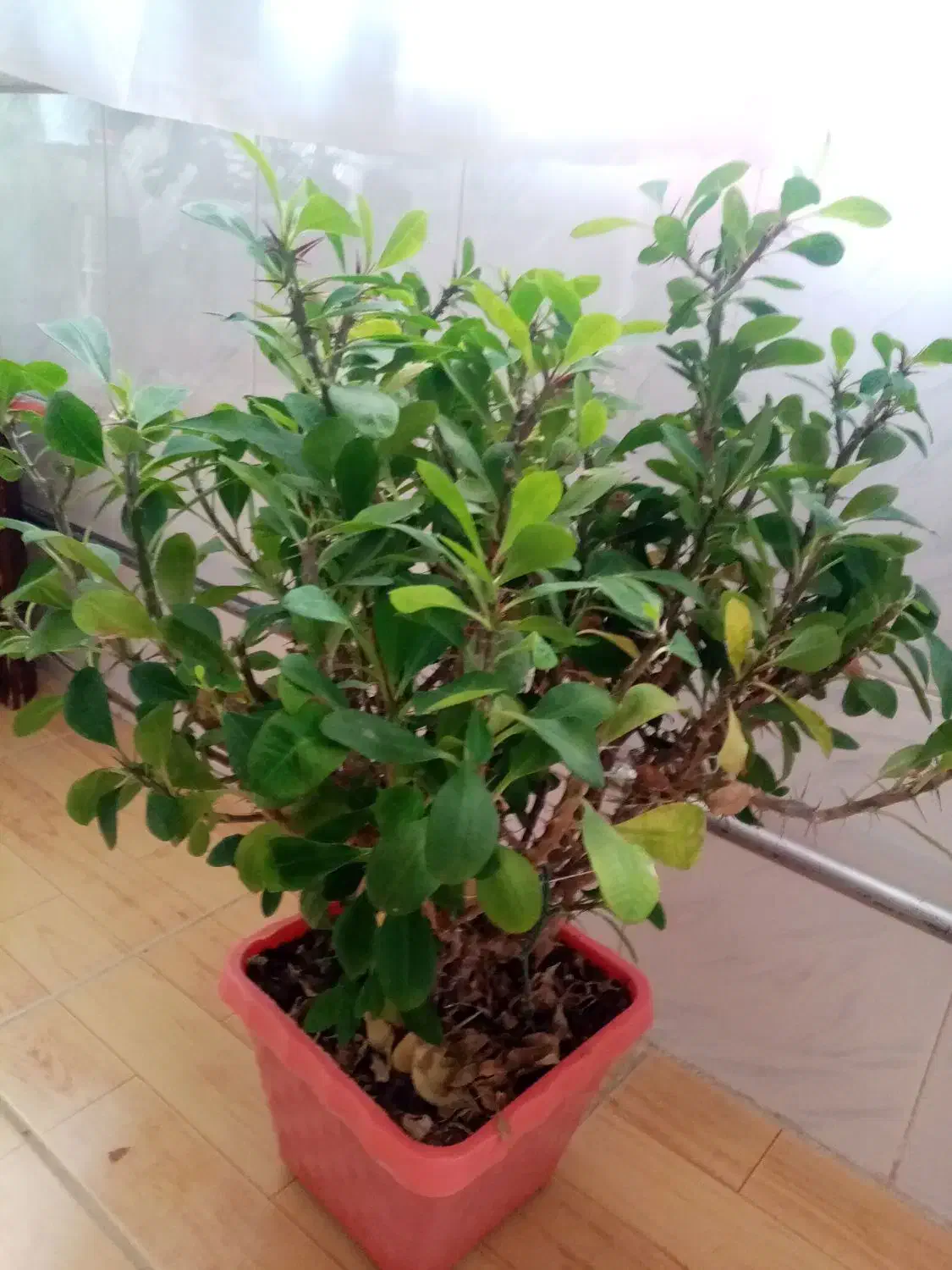 گل مرجان|گل و گیاه طبیعی|میاندوآب, |دیوار