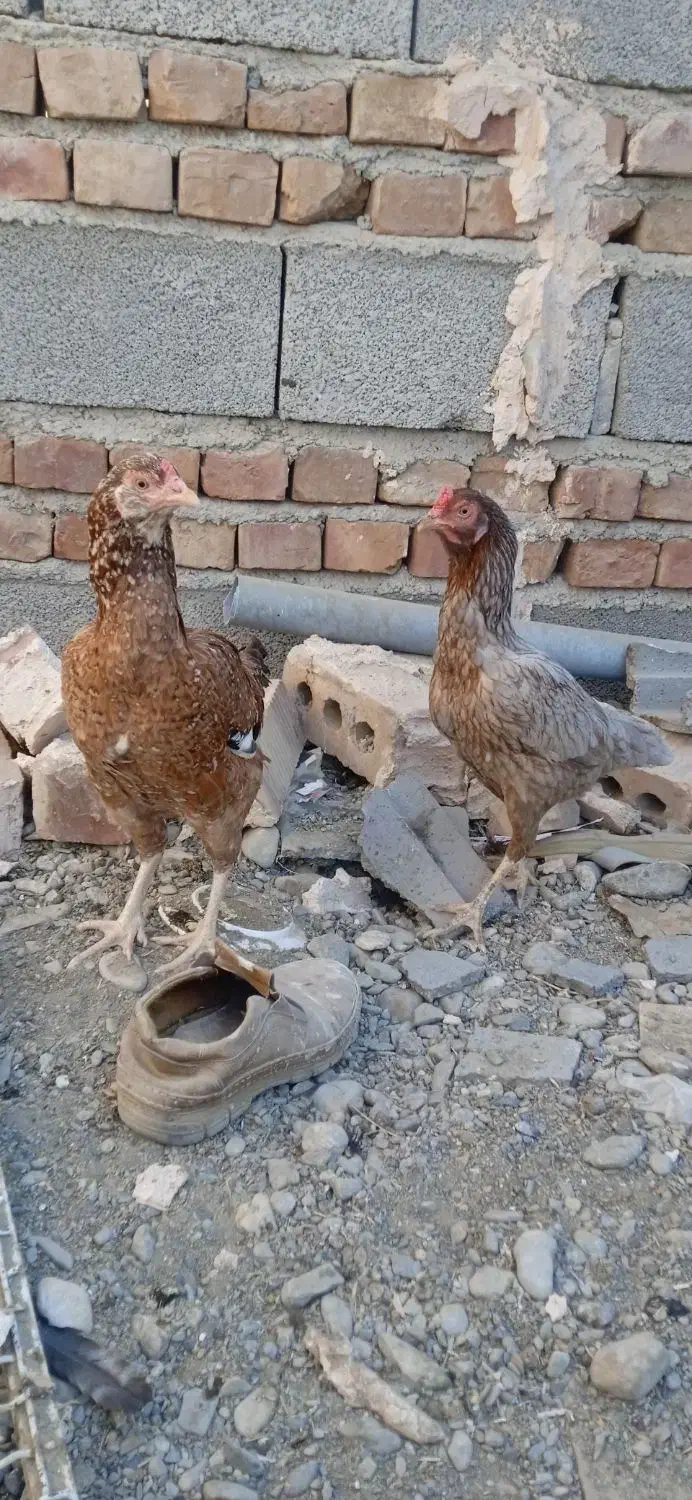 دوعدد مرغ|پرنده|ایرانشهر, |دیوار