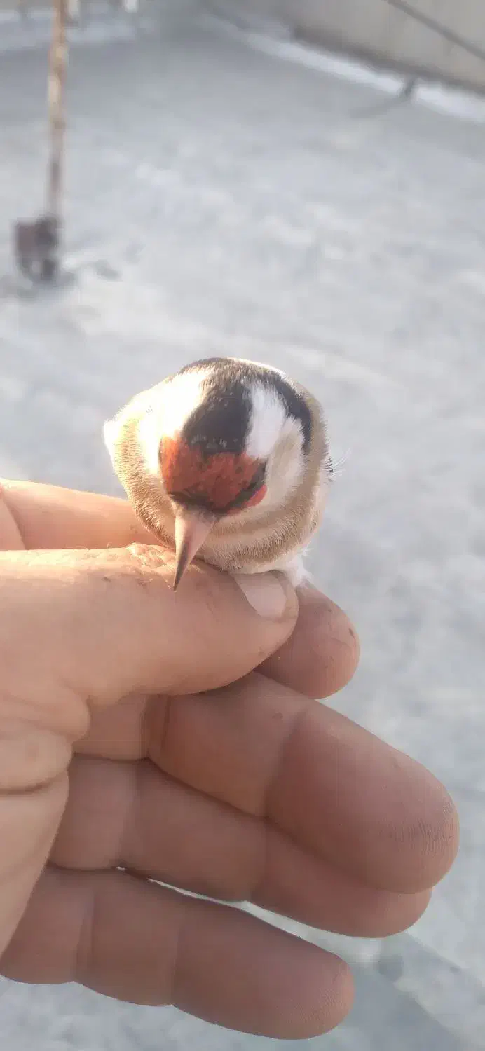 دوعدد سهره ماده دونه ای هشت صد هزار تومان|پرنده|میاندوآب, |دیوار