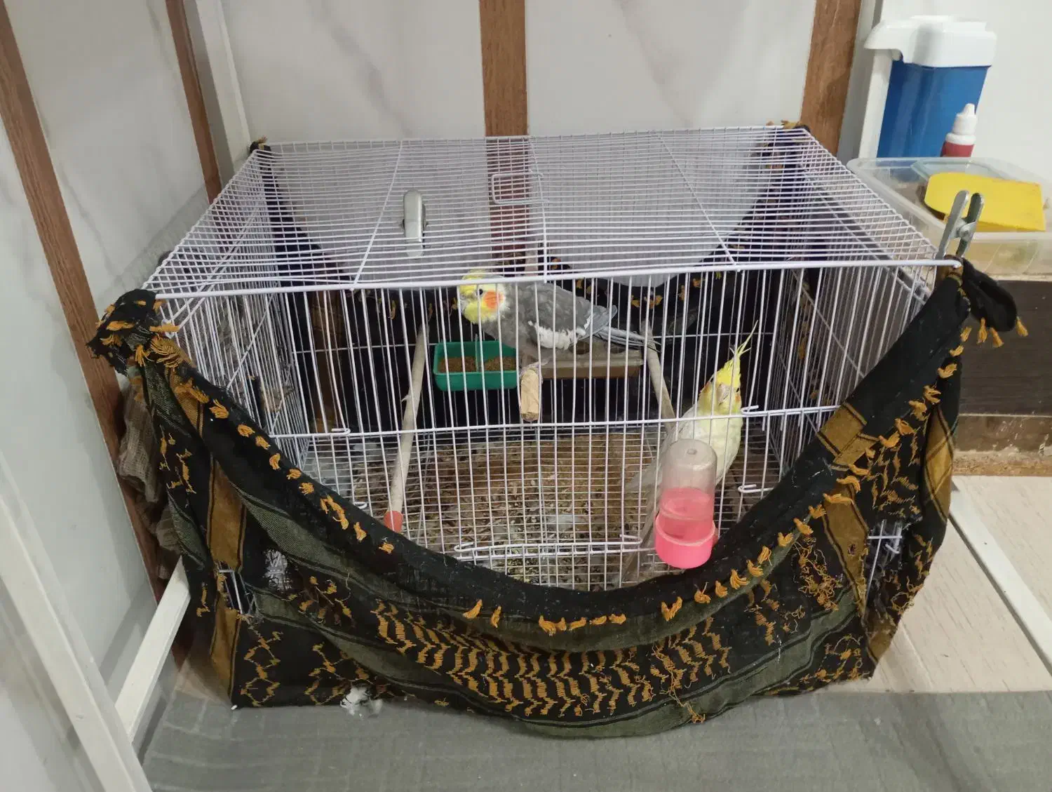 یک جفت عروس هلندی|پرنده|خواف, |دیوار