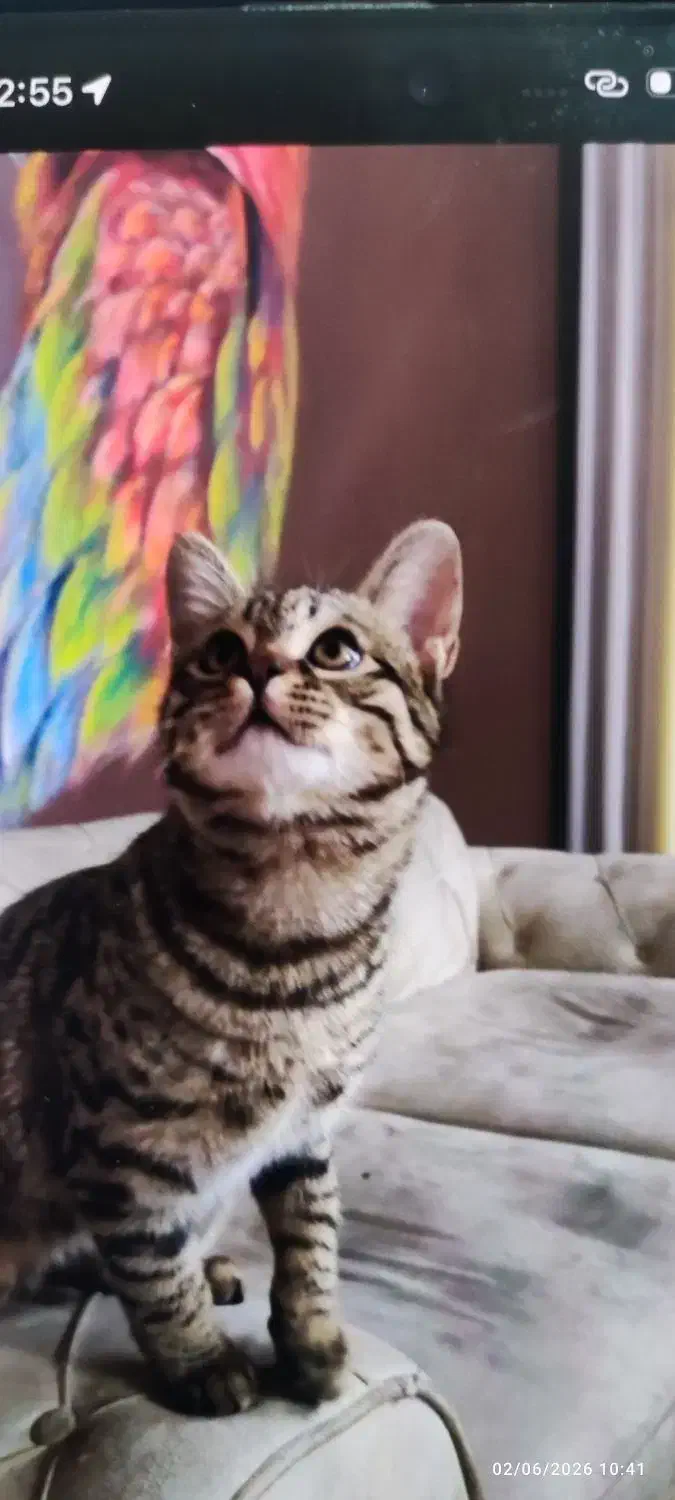 گربه گم شده|حیوانات|مشهد, شاهد (شهرک غرب)|دیوار