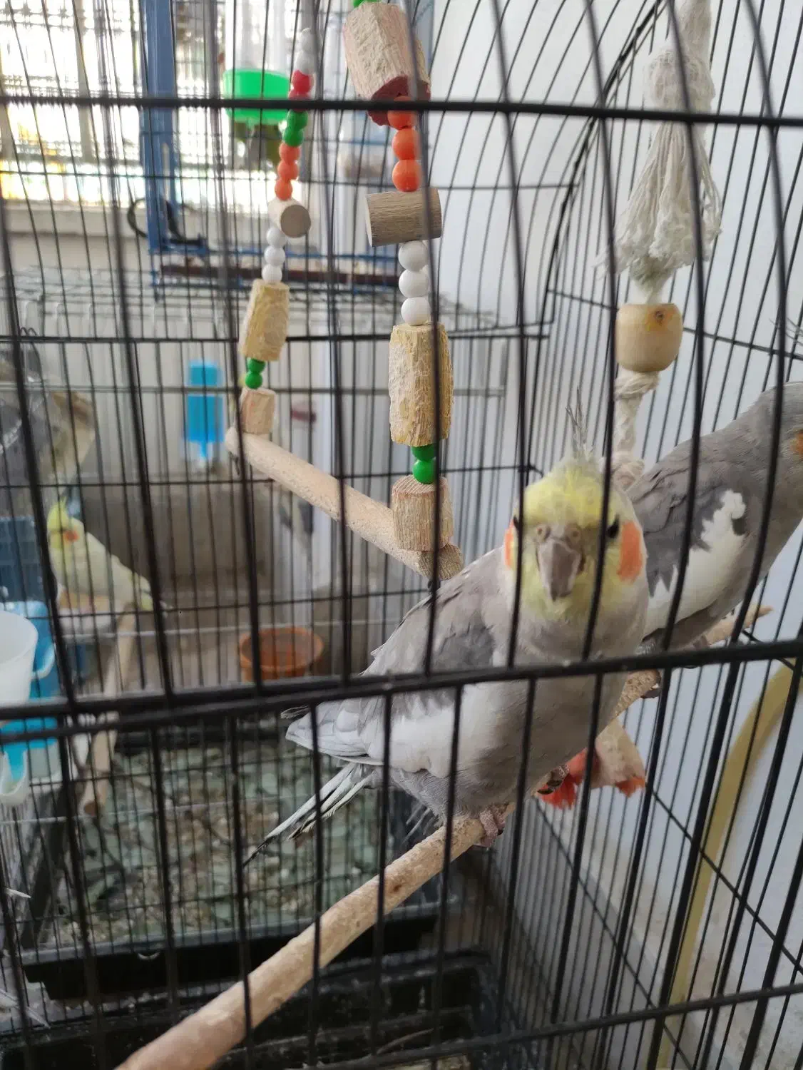 عروس و هلندی نرو ماده|پرنده|پردیس, فاز ۸|دیوار