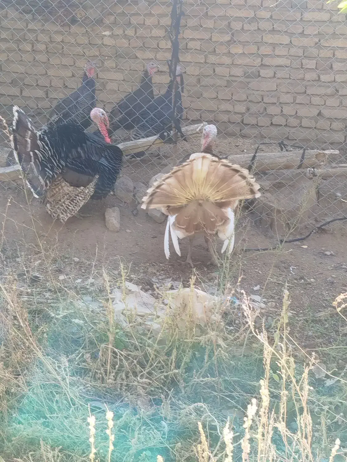 بوقلمون نر چاق چاق چاق|حیوانات مزرعه|مرند, |دیوار