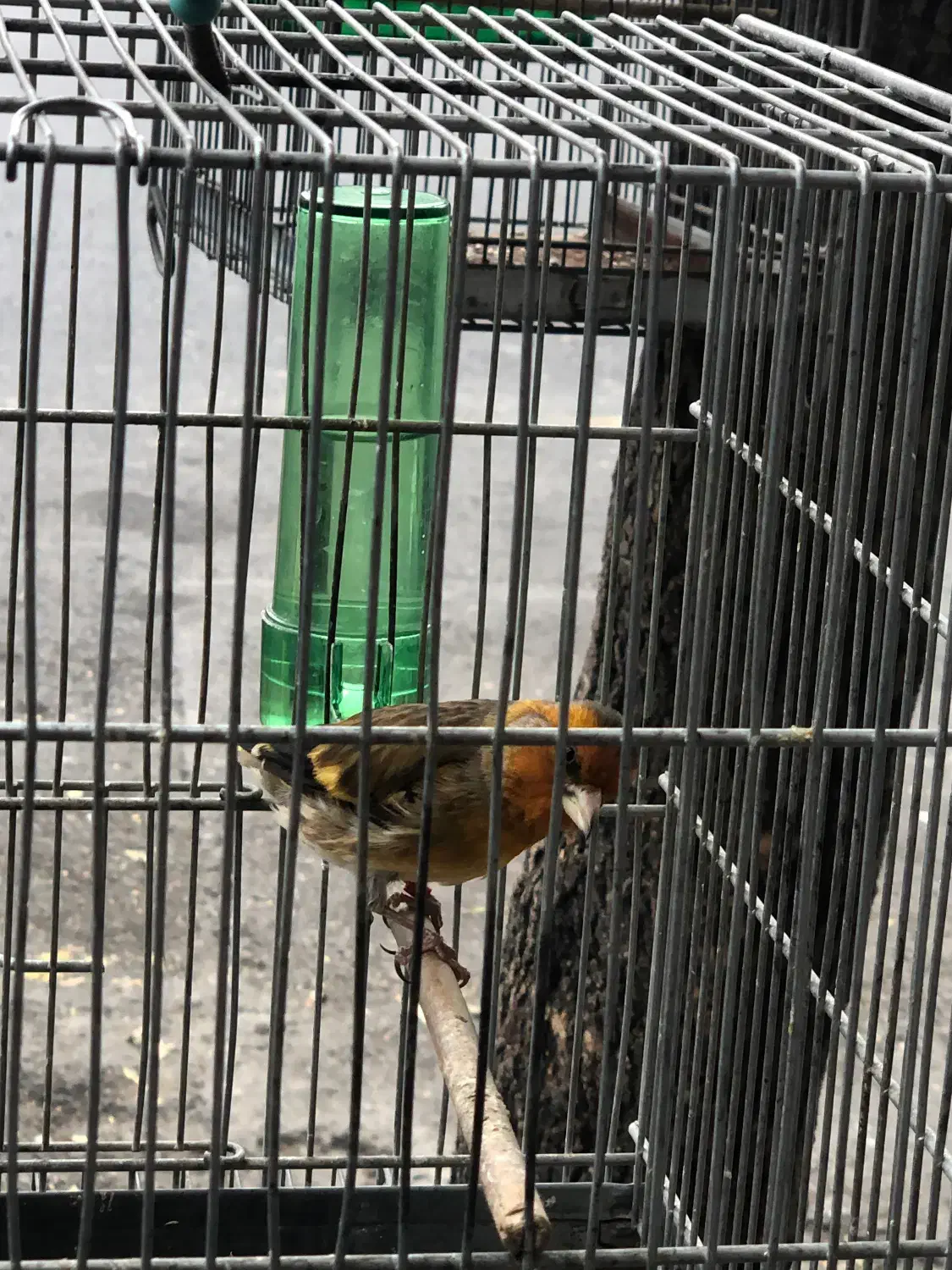 سهره قناری قرص|پرنده|تهران, کوثر|دیوار