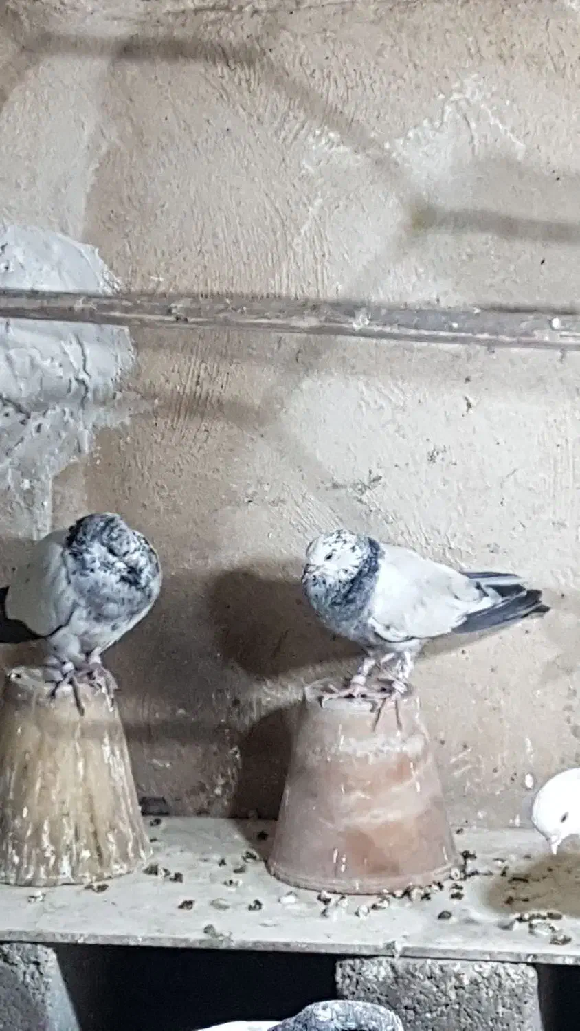 کله دم سبز|پرنده|اصفهان, باغ دریاچه|دیوار