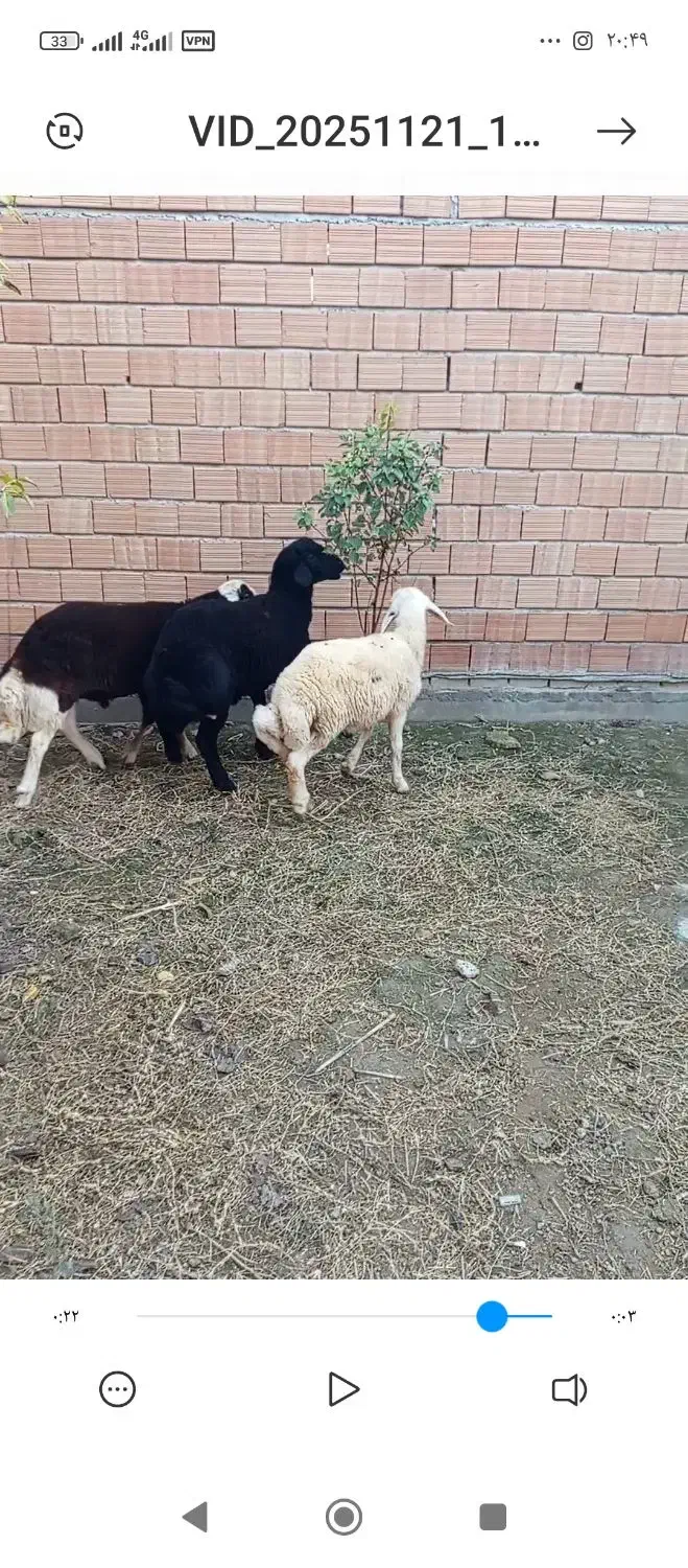 حیوانات|حیوانات مزرعه|سیجوال, |دیوار