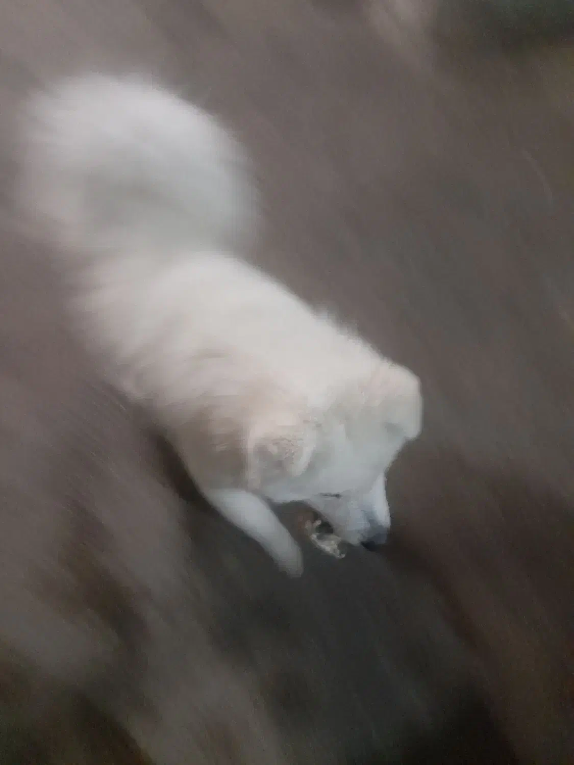 سگ سامویی|سگ|صحنه, |دیوار