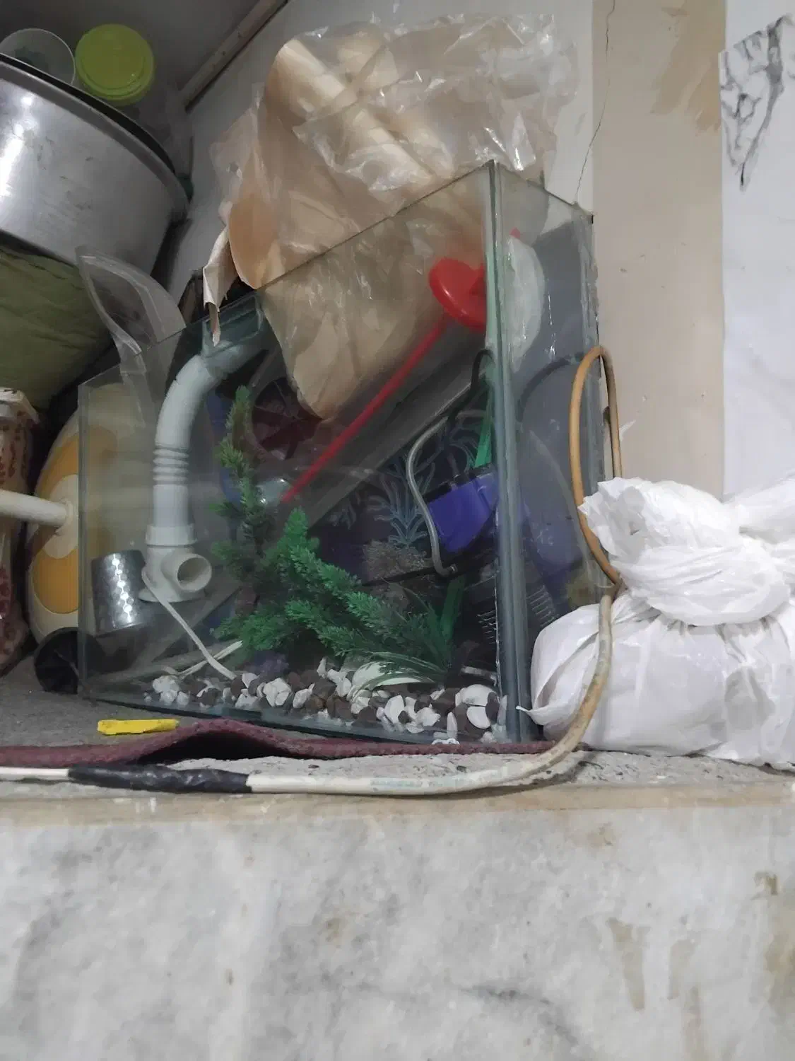 آکواریوم ماهی|ماهی|مشهد, تلگرد|دیوار