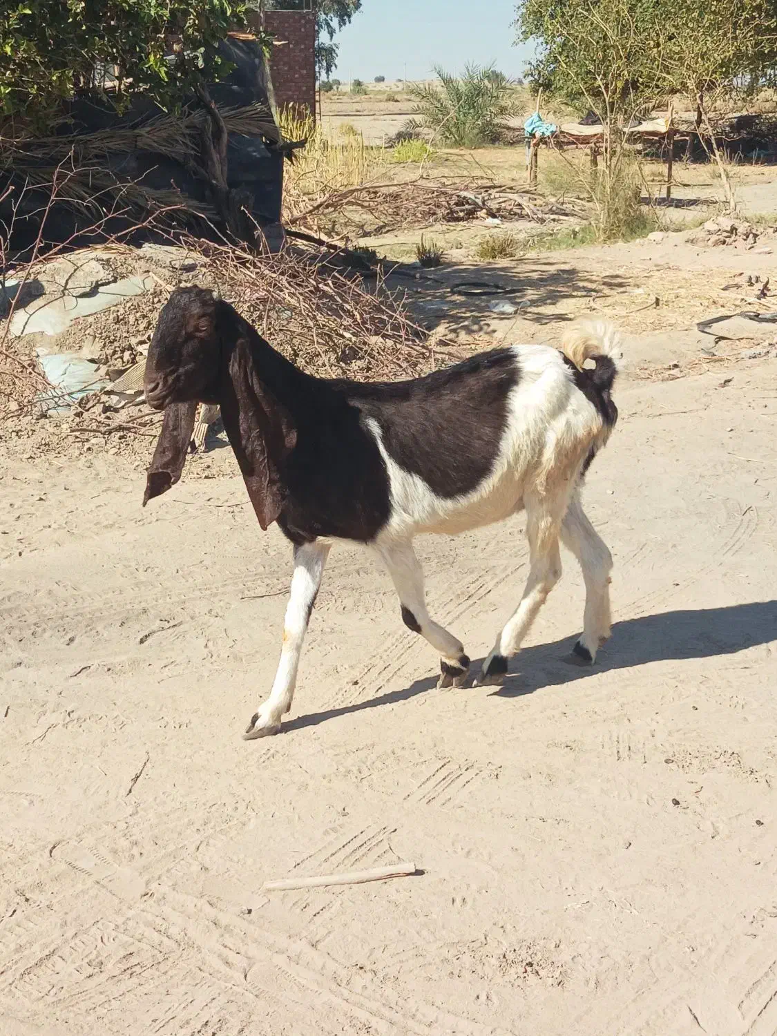 بز پتیری ابستن ۳ماه|حیوانات مزرعه|جیرفت, |دیوار