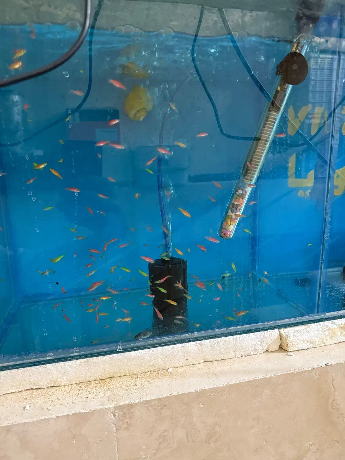 ماهی زبرا|ماهی|مرودشت, بیست متری بیمارستان|دیوار