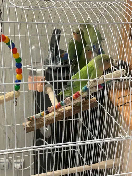 کوتوله بریزیلی|پرنده|شاهین‌شهر, خانه کارگر|دیوار