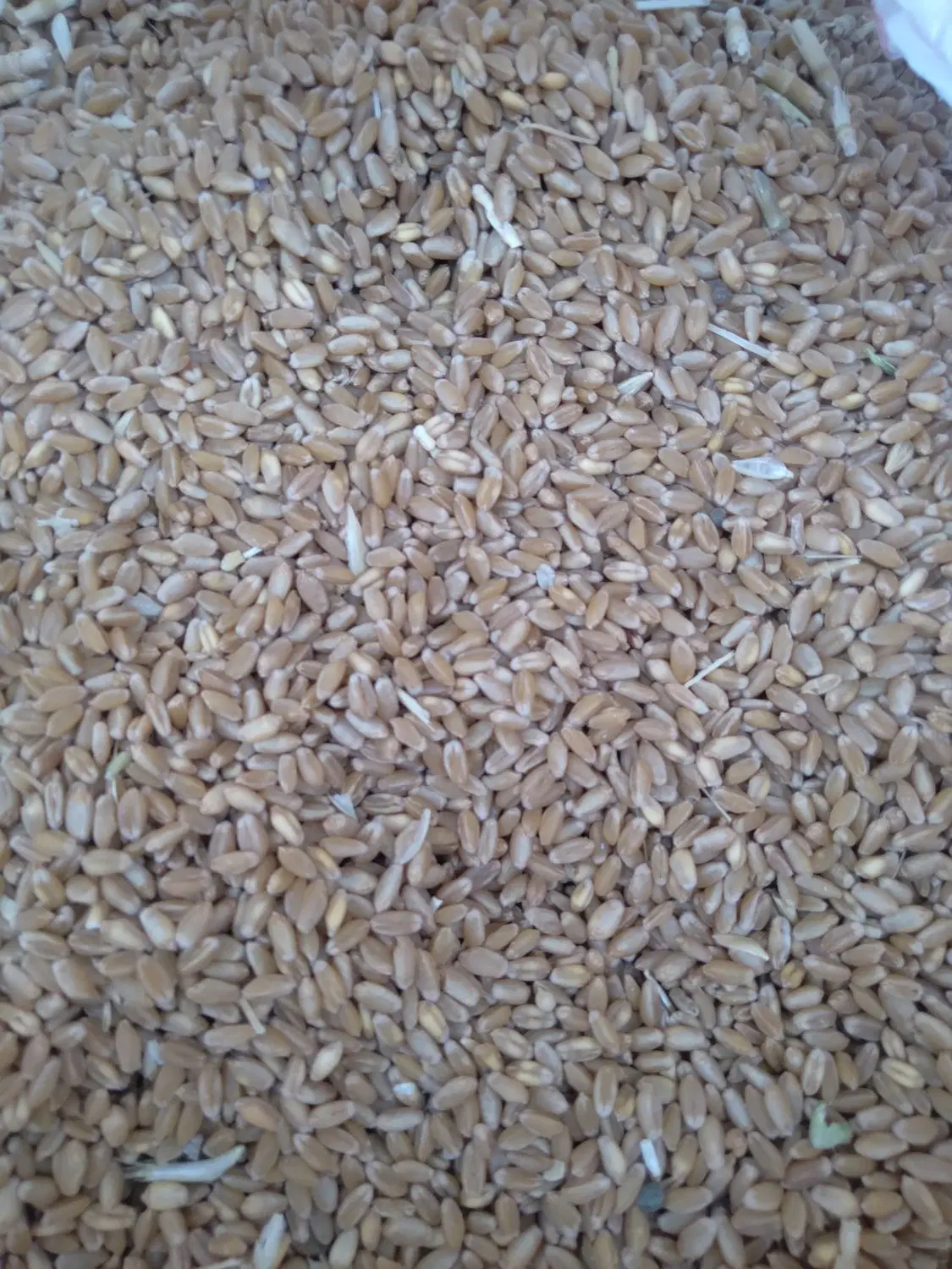 گندم|خدمات باغبانی و درختکاری|ایذه, |دیوار