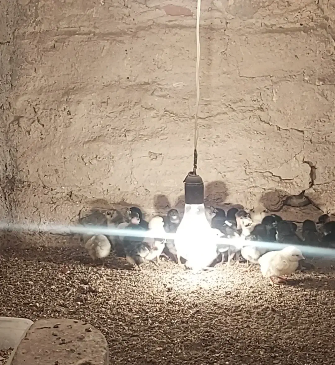 جوجه گلین|حیوانات مزرعه|یزد, |دیوار