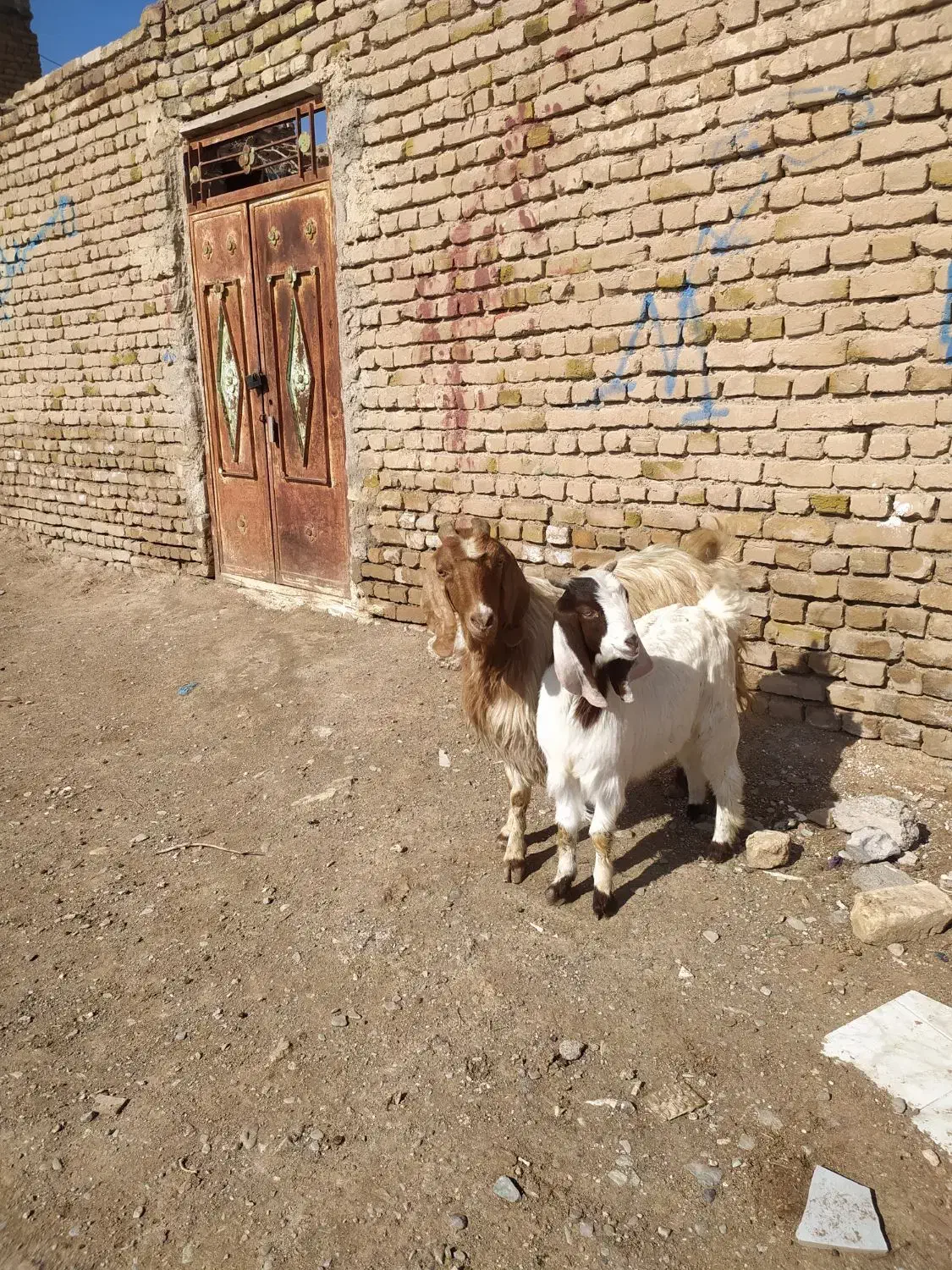 گوسفند|حیوانات مزرعه|تربت‌حیدریه, پائین ولایت|دیوار