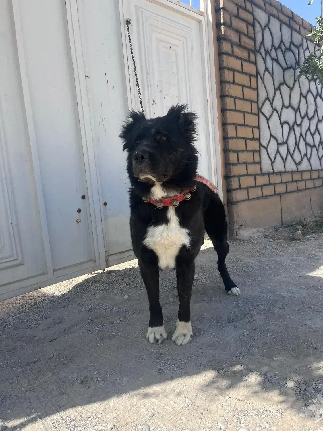 واگذاری سگ|سگ|شیراز, حومه شیراز|دیوار