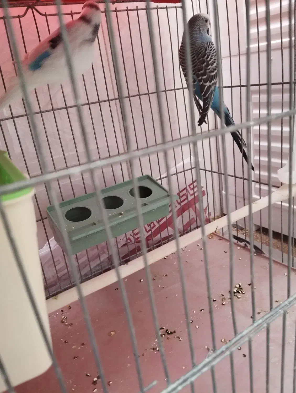 مرغ عشق|پرنده|شهرضا, |دیوار