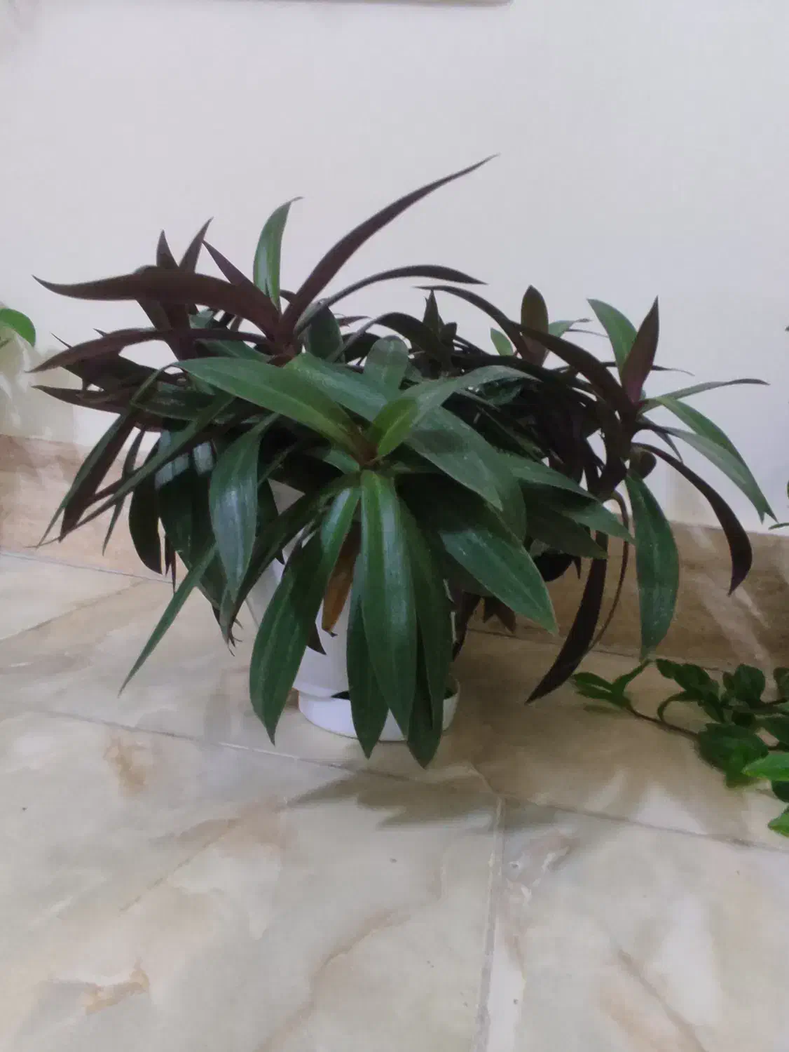 گل طبیعی و شاداب با قیمت خیلی مناسب|گل و گیاه طبیعی|شیروان (خراسان), |دیوار