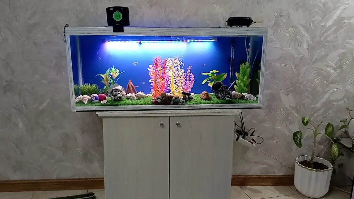 اکواریوم|ماهی|رباطکریم, رباطکریم|دیوار