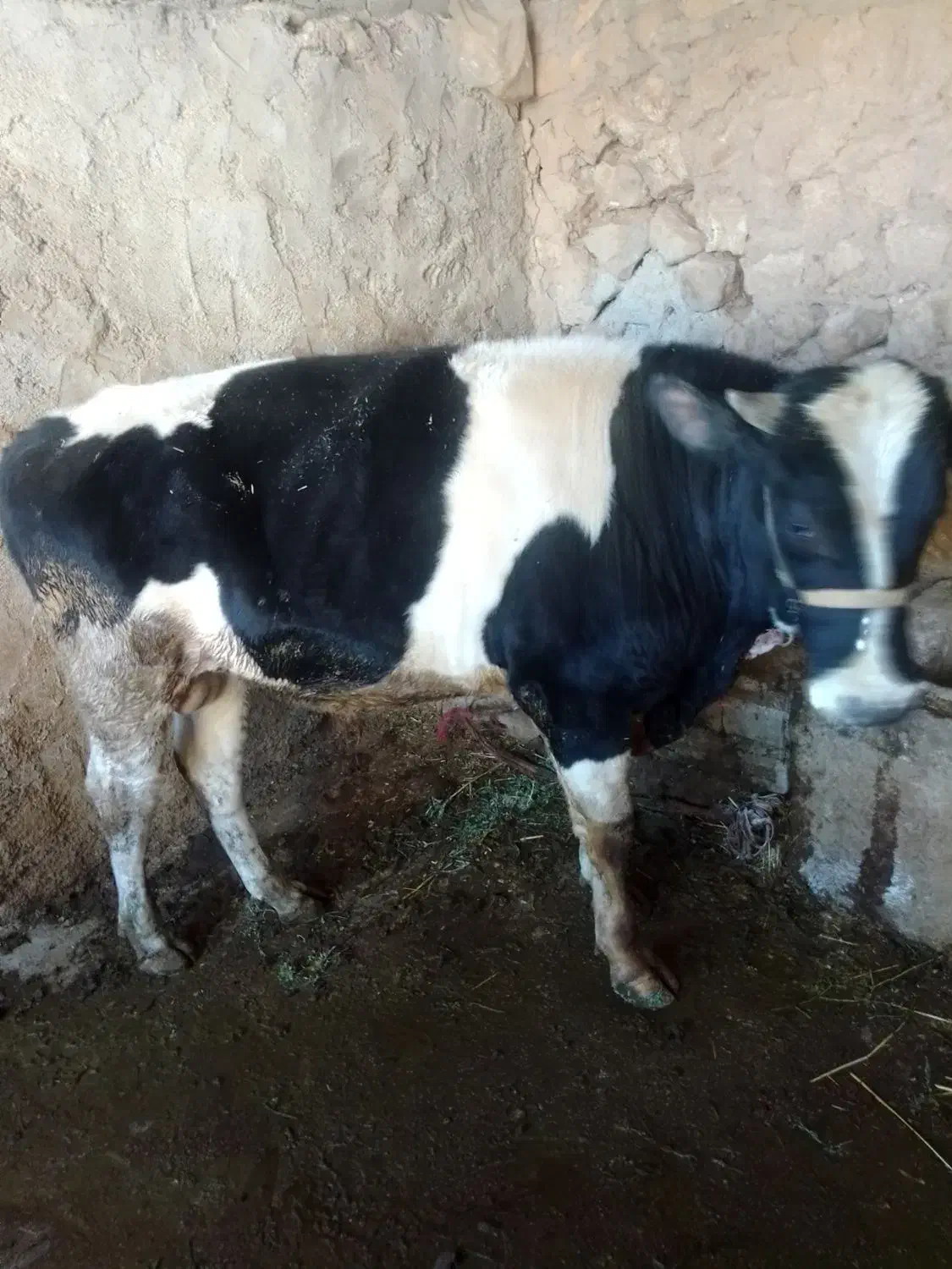 گوساله نر|حیوانات مزرعه|ایلام, |دیوار