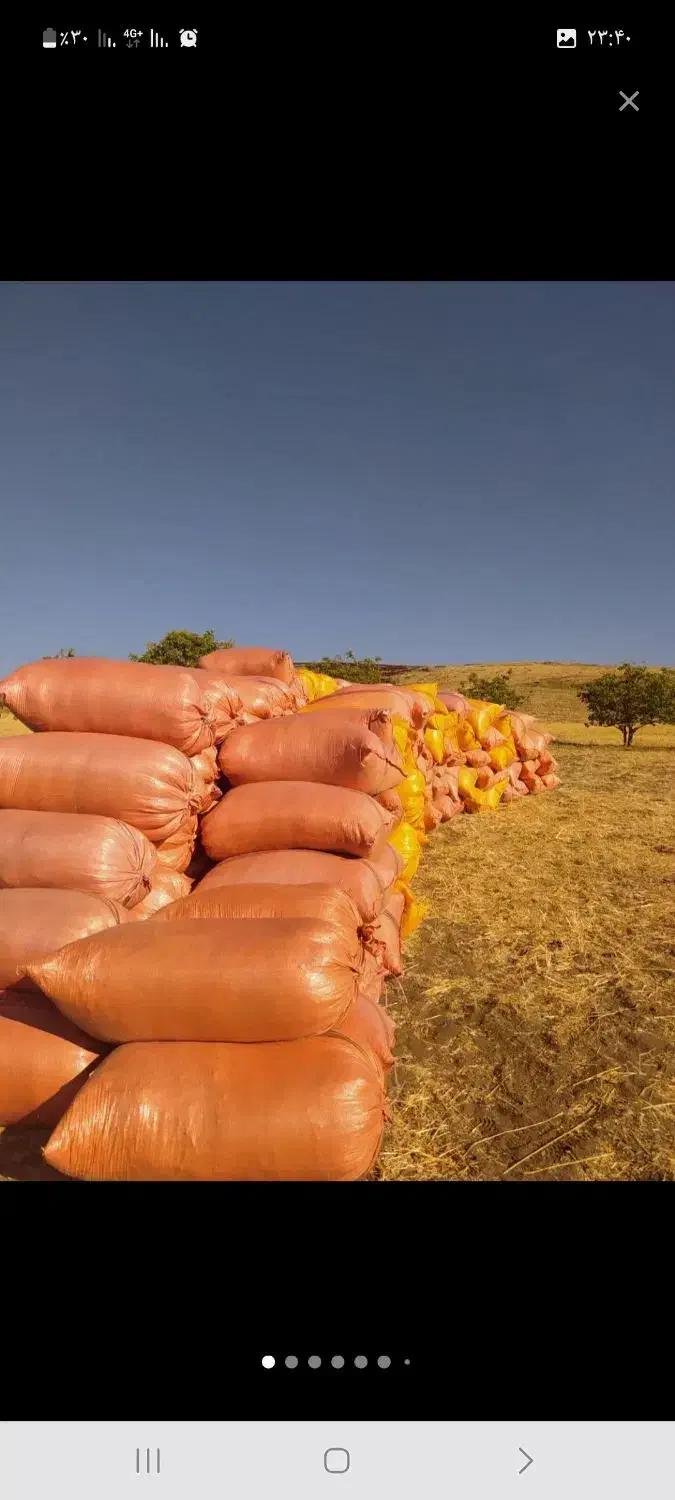 کاه جو و گندن سامان|لوازم جانبی حیوانات|تالش, جوکندان|دیوار
