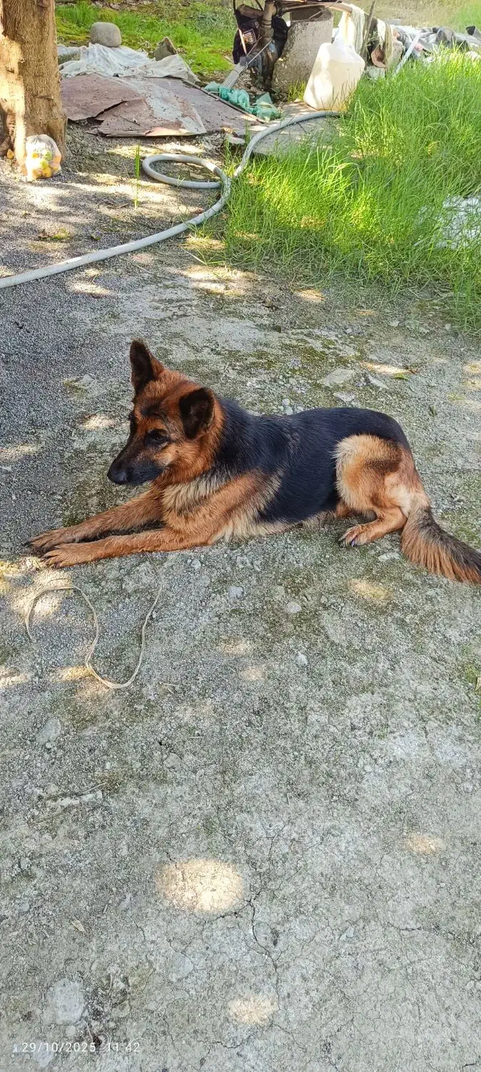 سگ ژرمن ماده نگهبان  تربیتشده|سگ|زرگرشهر, |دیوار