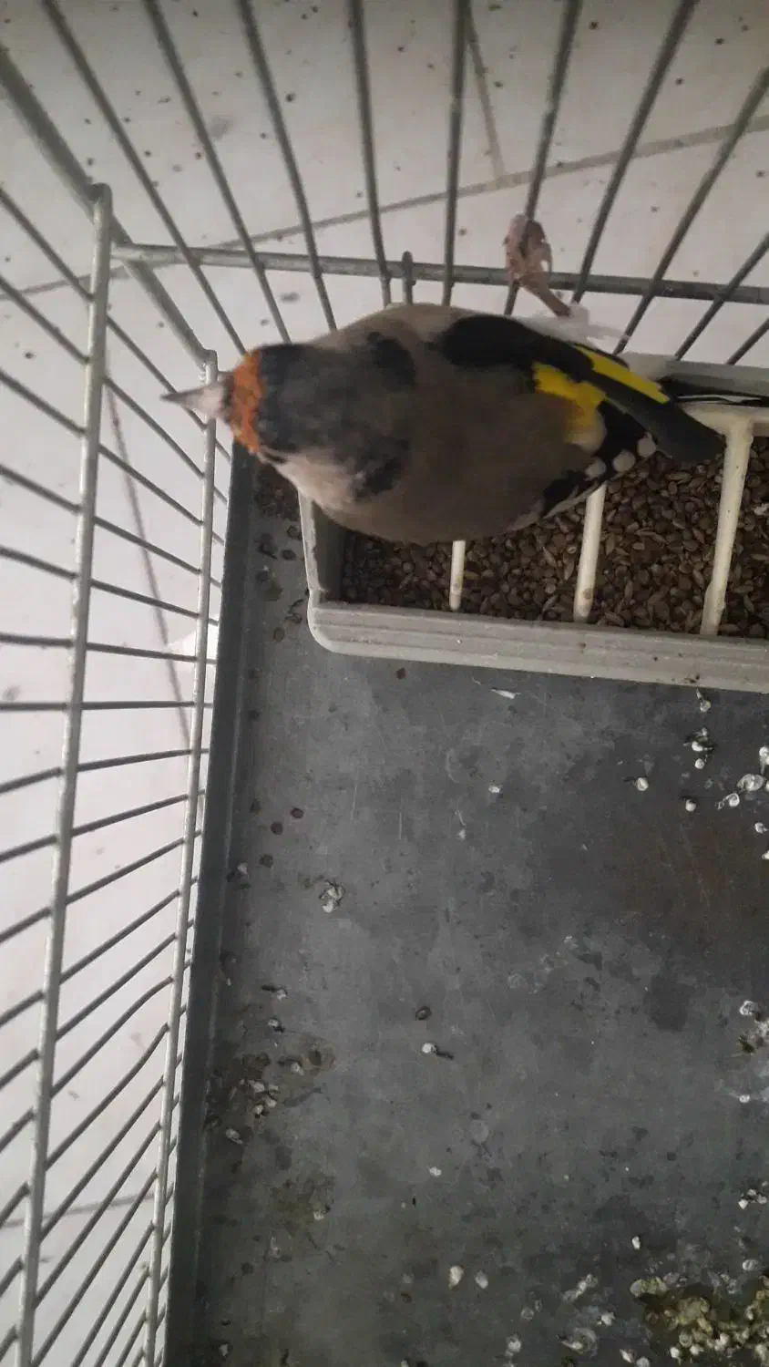 سهره ماده سیاه سر|پرنده|پردیس, فاز ۹|دیوار