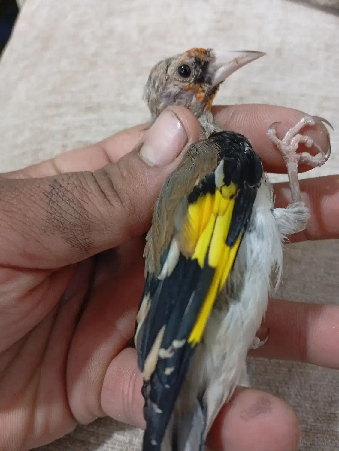 سهره کرمانی|پرنده|کرمان, |دیوار