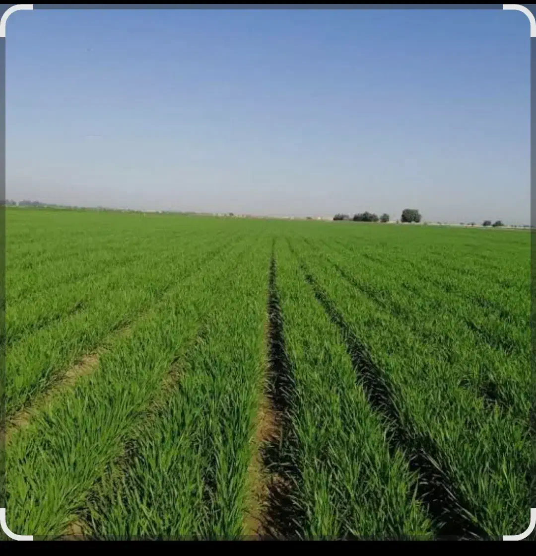 زمین 7 هزار متری بر جاده کمالوند / حسن آباد|فروش دفتر صنعتی، کشاورزی، تجاری|خرمآباد, |دیوار