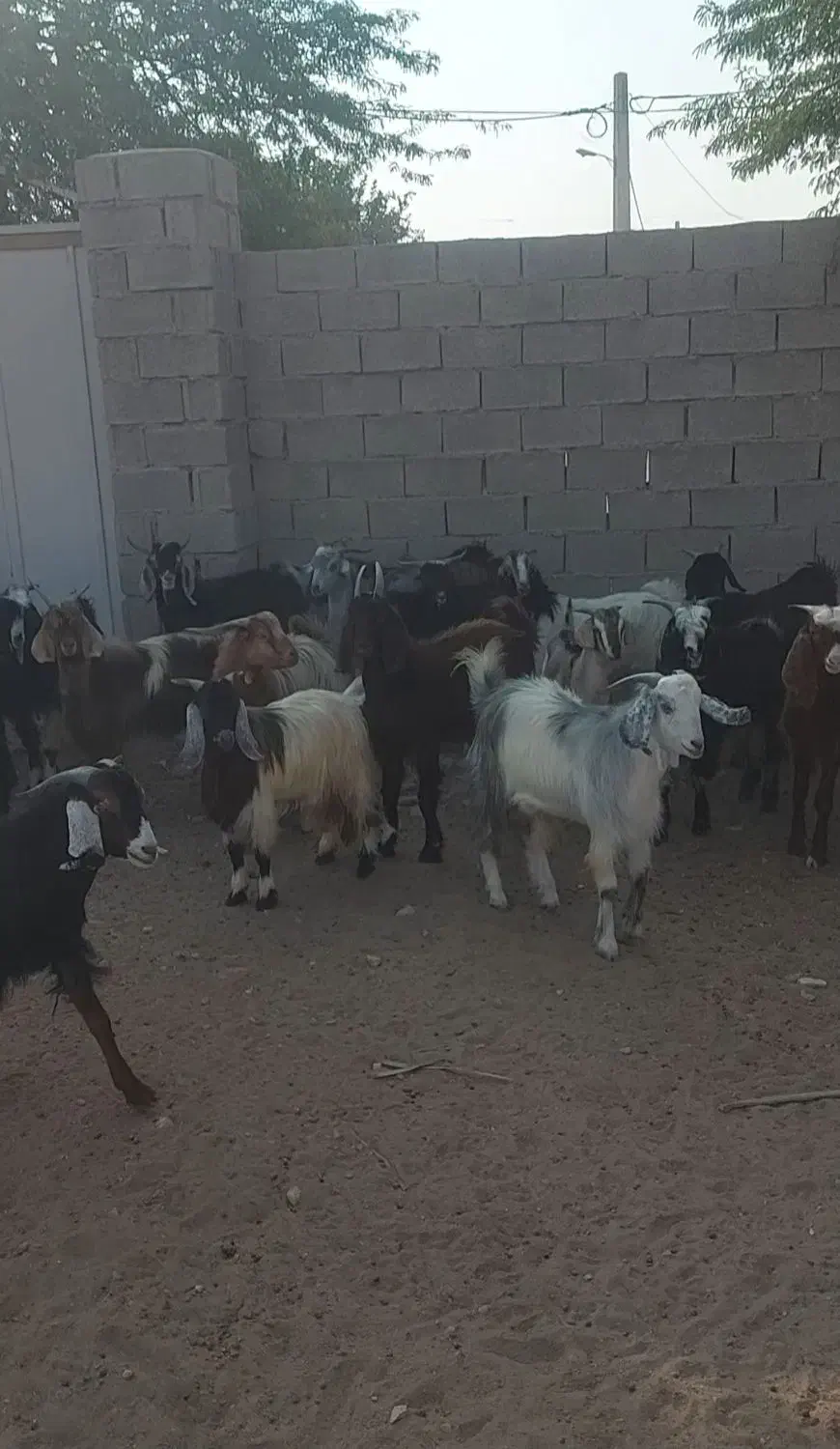 کره|حیوانات مزرعه|برازجان, |دیوار