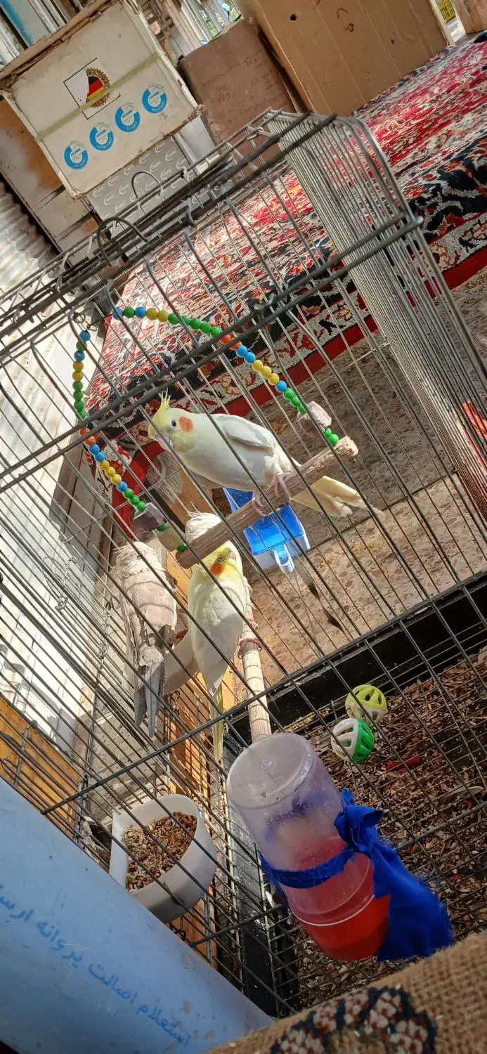 طوطی عروس سخنگو|پرنده|شوشتر, |دیوار