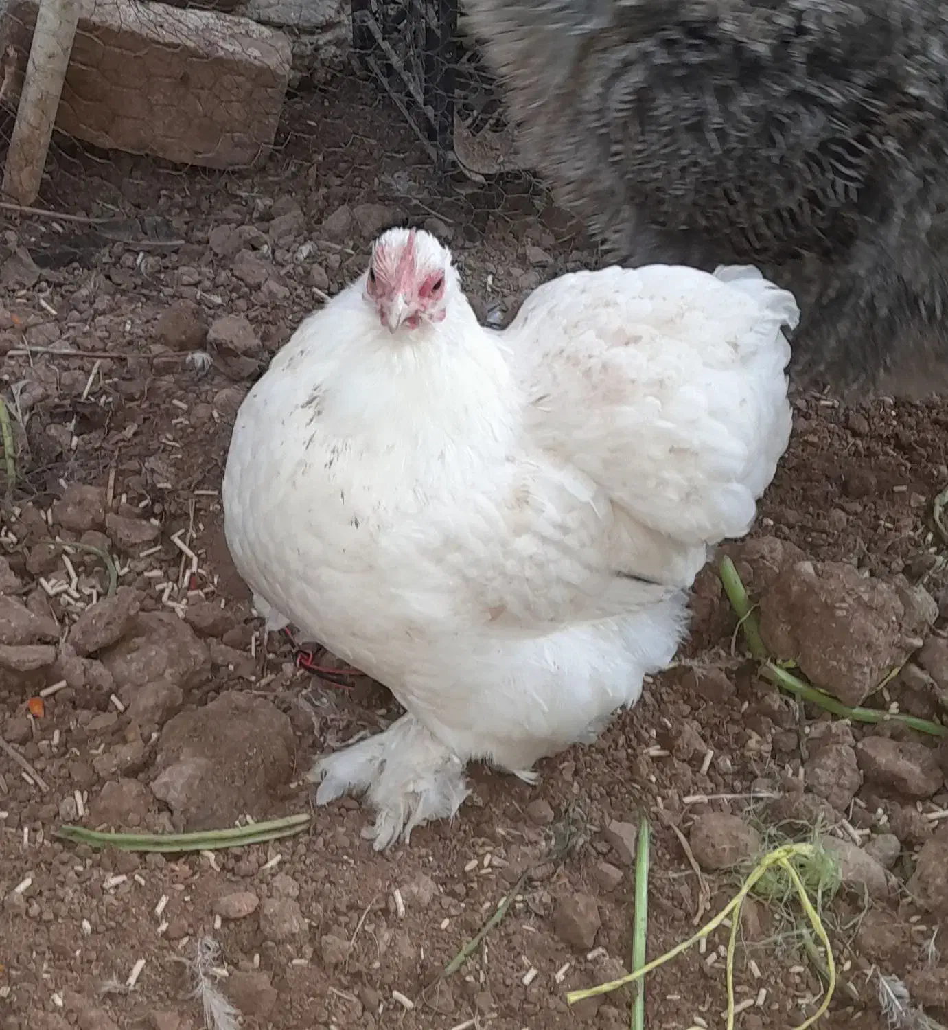 مرغ|حیوانات مزرعه|سرپل ذهاب, |دیوار