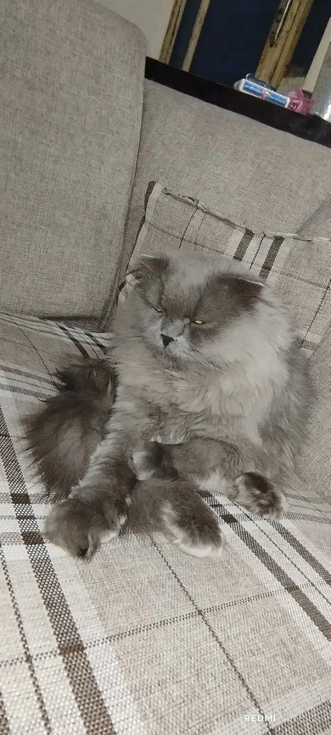 واگذاری|گربه|هندیجان, |دیوار