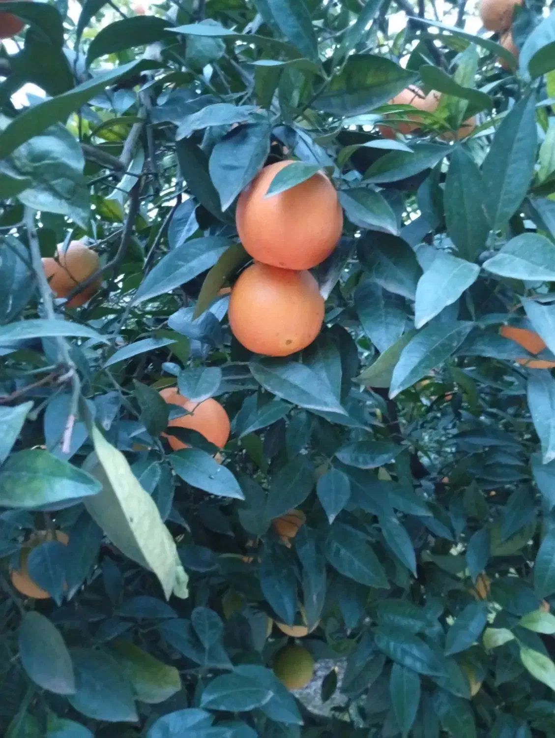 تامسون درجه یک فله|خوردنی و آشامیدنی|عباس‌آباد, |دیوار