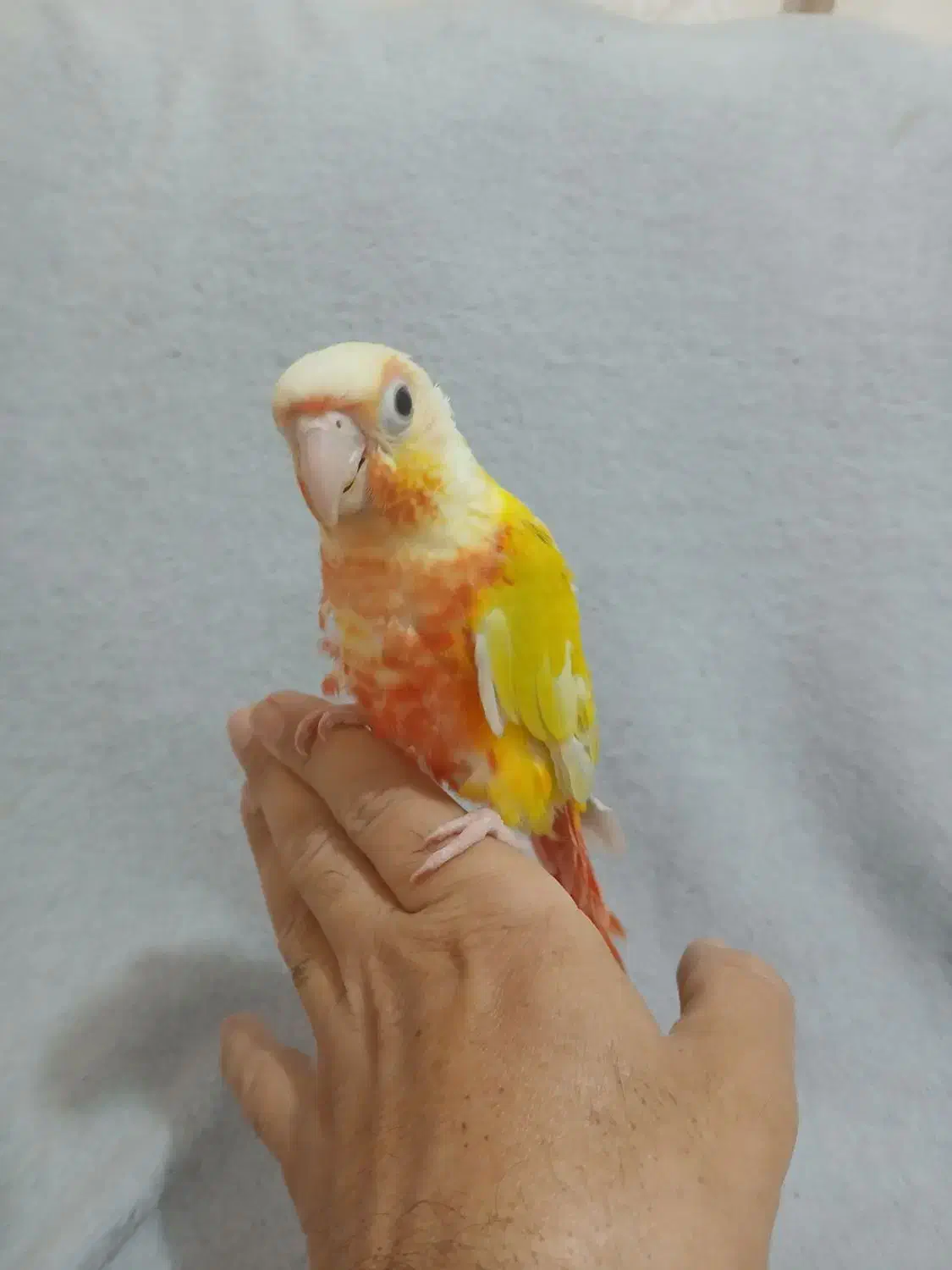 ردچیک|پرنده|ماهدشت, |دیوار