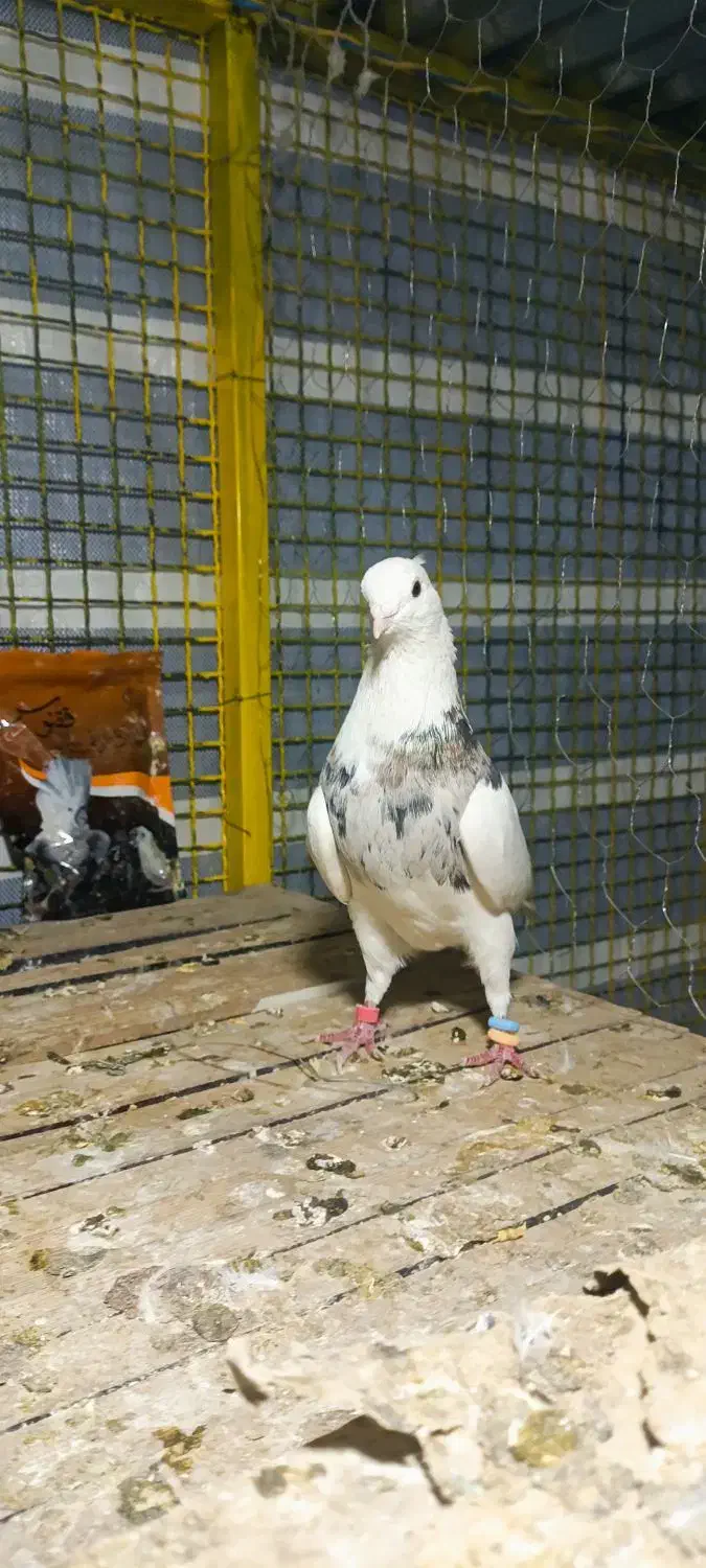 طوقی  معاوضه با تهرانی|پرنده|سرپل ذهاب, |دیوار