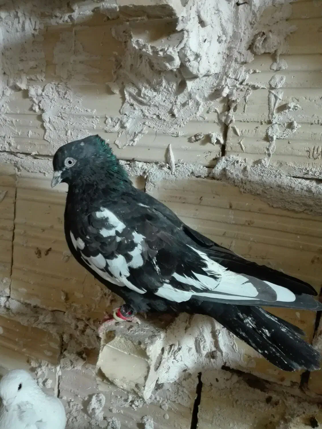 7 تا کفتر پرشی صید|پرنده|مشهد, شهید قربانی|دیوار