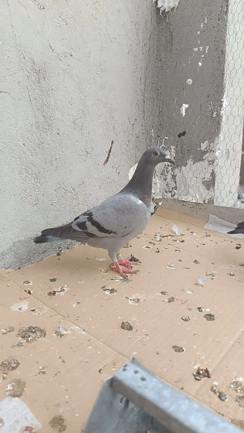 فروش جوجه مسافت بلند|پرنده|لامرد, |دیوار