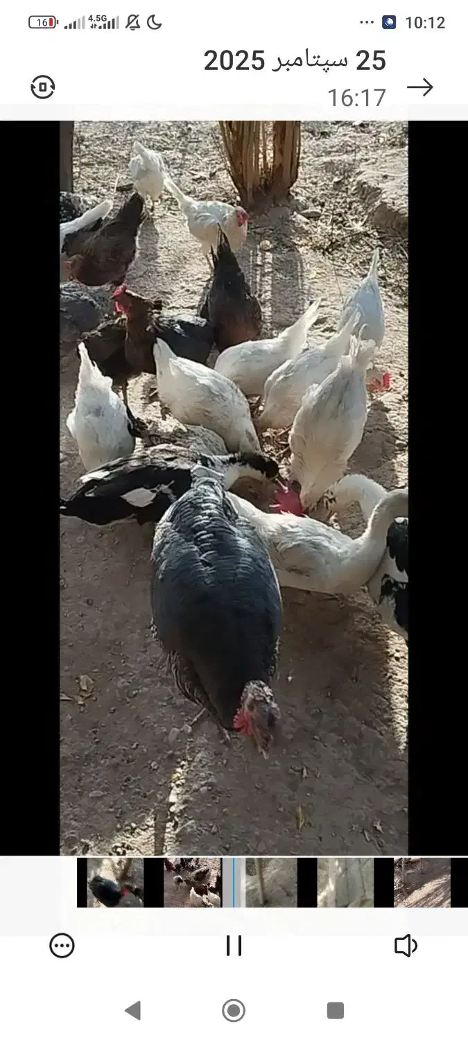 مرغ خروس بوقلمون اردک غاز|حیوانات مزرعه|کرمان, |دیوار