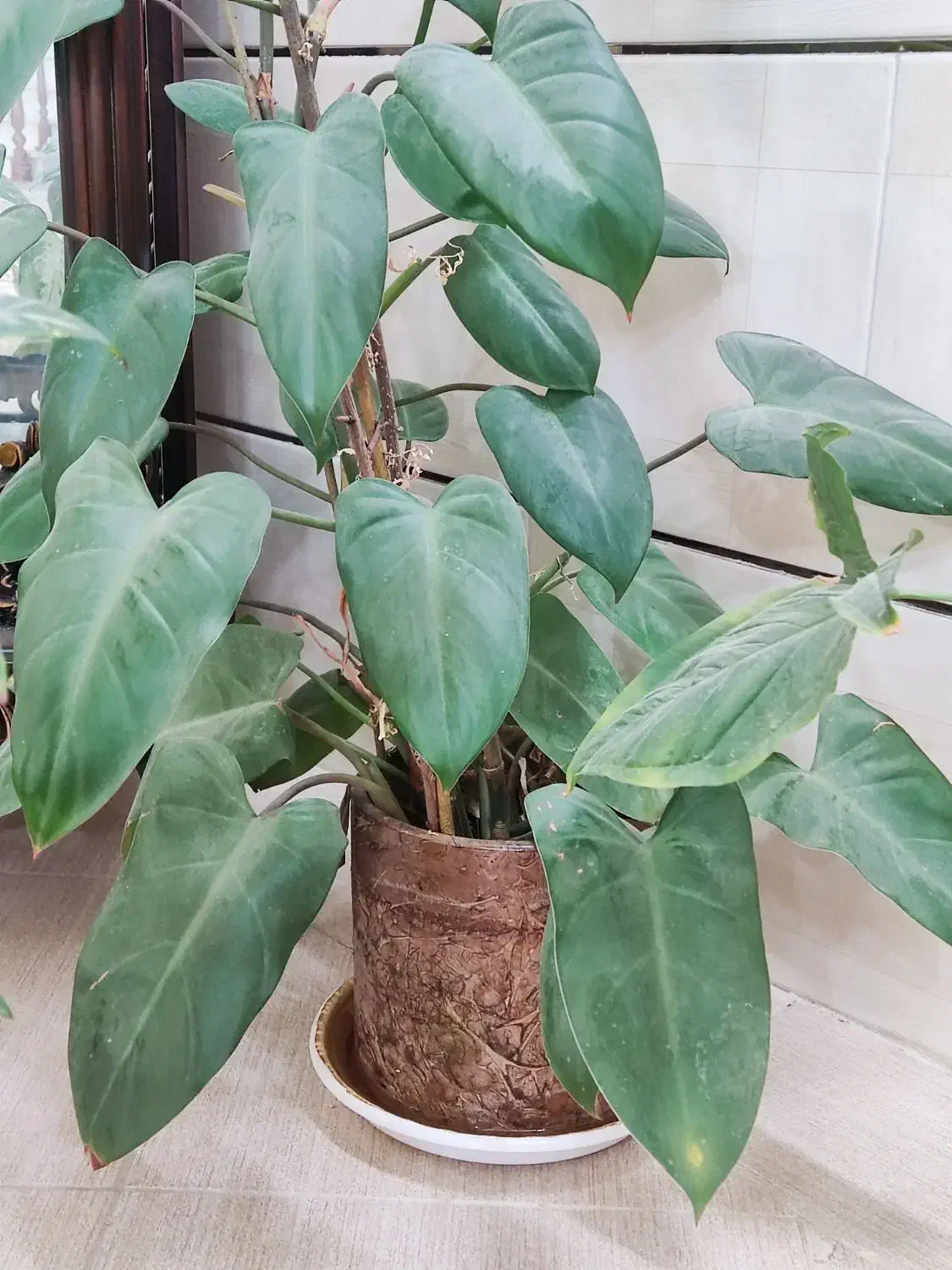 گل فیلودندرون بالارونده|گل و گیاه طبیعی|ملایر, |دیوار