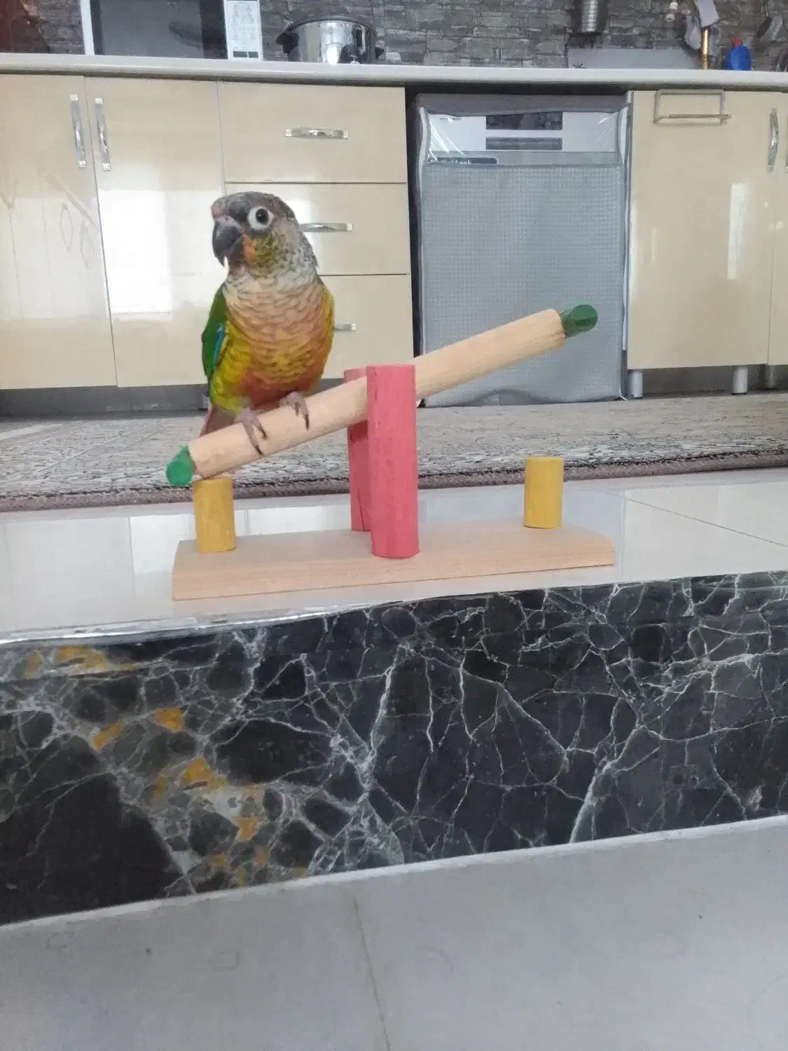 معاوضه با هنگدرام و گیتار ولب تاب و گوشی|پرنده|پرند, فاز ۶|دیوار