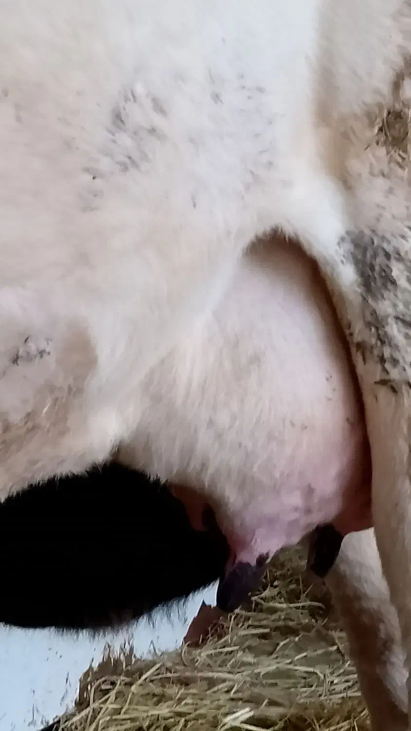 گاو هلشتاین سنگین پُر شیر|حیوانات مزرعه|احمدسرگوراب, |دیوار