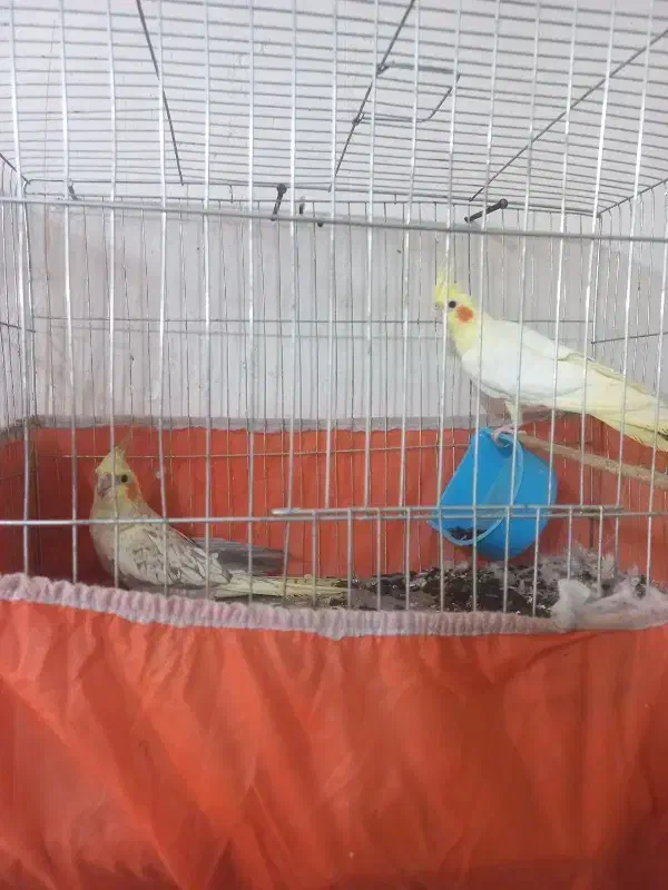 یک جفت طوطی عروس ۱۷۰۰۰۰۰تومان|پرنده|گنبد کاووس, |دیوار