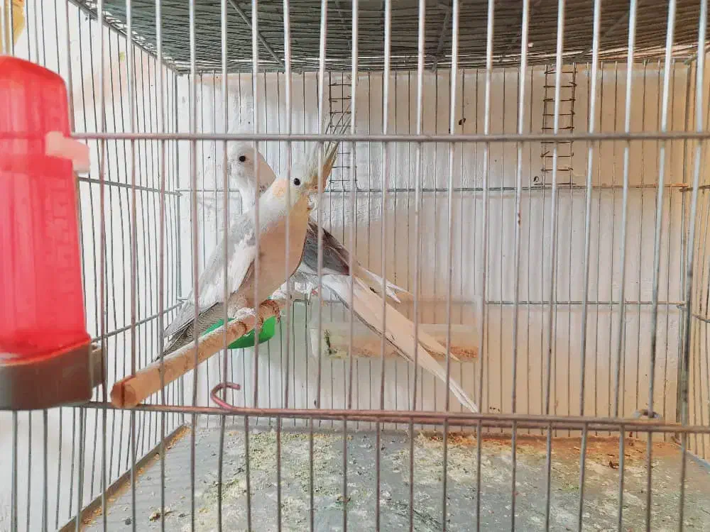 فروش‌جفت‌عروس‌هلندی‌مولد‌|پرنده|سیرجان, |دیوار