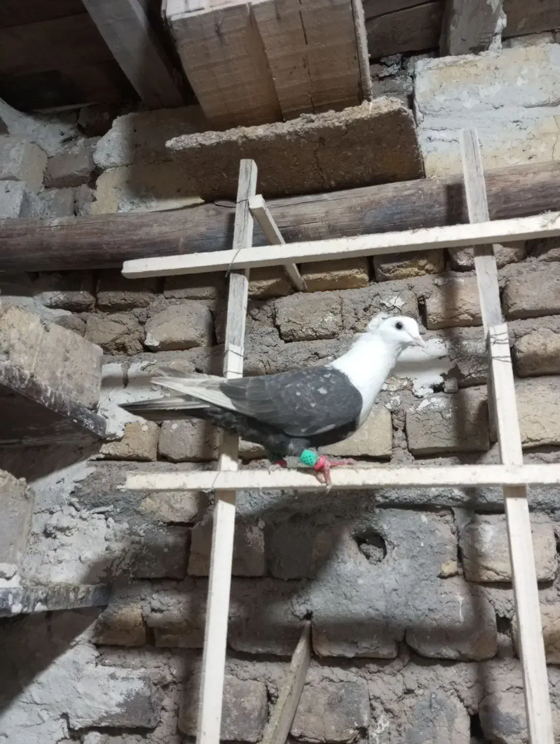 کبوتر سر سفید|پرنده|اسفرورین, |دیوار